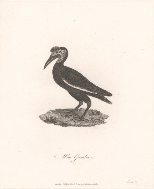 ./James_Heath_-_1789_-_Abba_Gumba_bird_1782185691614