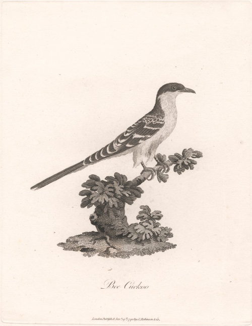 ./James_Heath_-_1790_-_Bee_Cuckoo_1782186000651