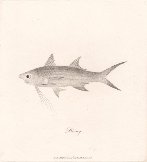 ./James_Heath_-_1790_-_Binny_fish_1782186038337