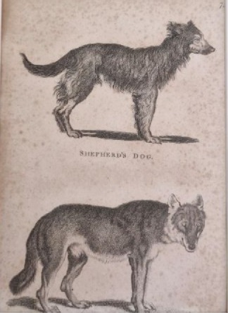 ./James_Heath_1801_Shepherd_Dog_and_Wolf_1781503707977