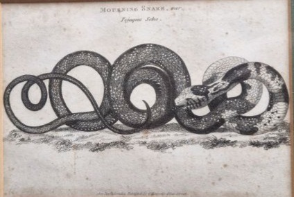 ./James_Heath_Mourning_Snake_1806_1781503914399