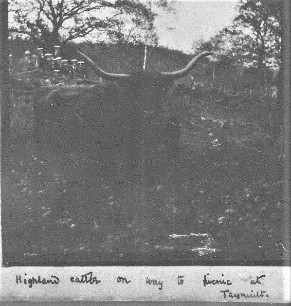 1905 - cadets pass local cattle 